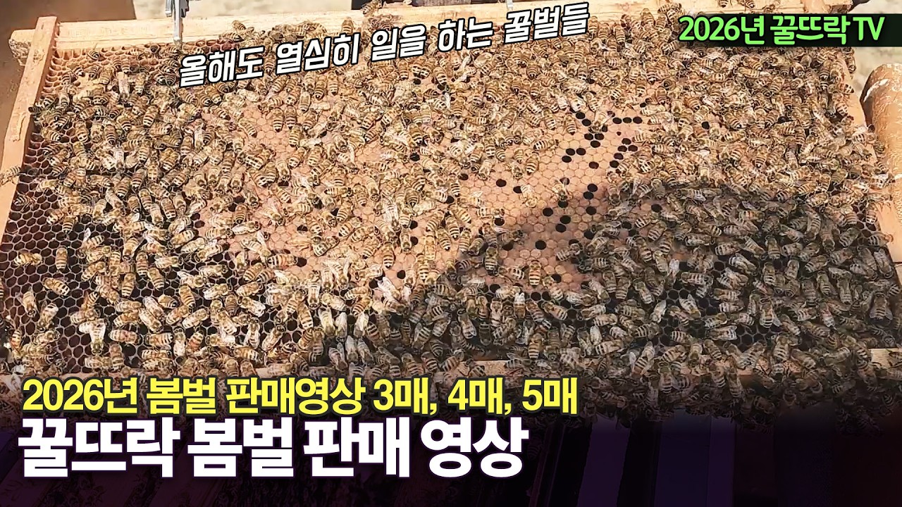 #봄벌 판매 _무가온 봄벌 3매,4매,5매 판매#종봉판매 #봄벌 |  #양봉 관리|Honeygarden_꿀뜨락 | #양봉 일기|#귀농|a korean beekeeper's Vlog
