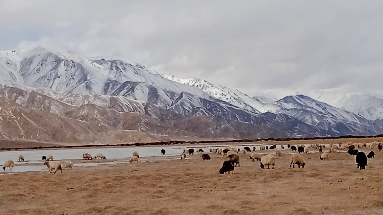 Winter Vlog of Jangthang Dungti#Snowlover#nomadiccelebration #tibetanvlogger 