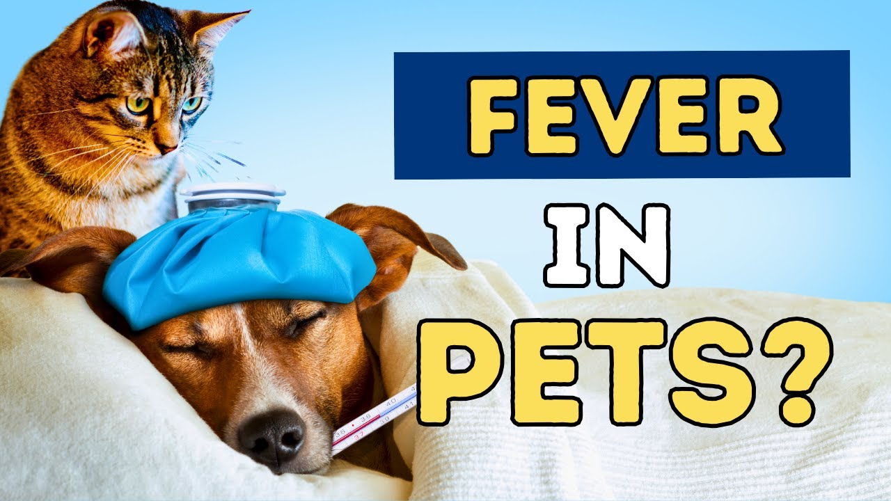 How To Tell If Your Dog or Cat Has A Fever