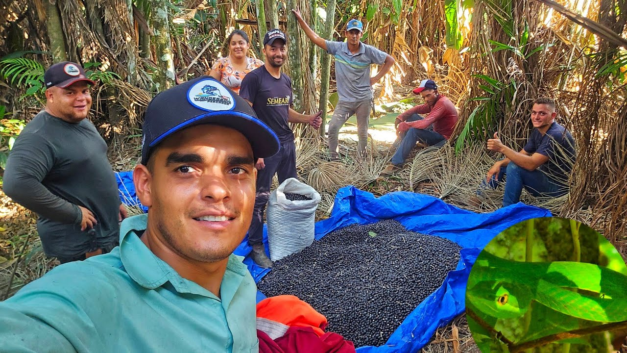 Tirando Açaí no meio das cobra e MARIMBONDO  Abelha. E fiz peixe frito.