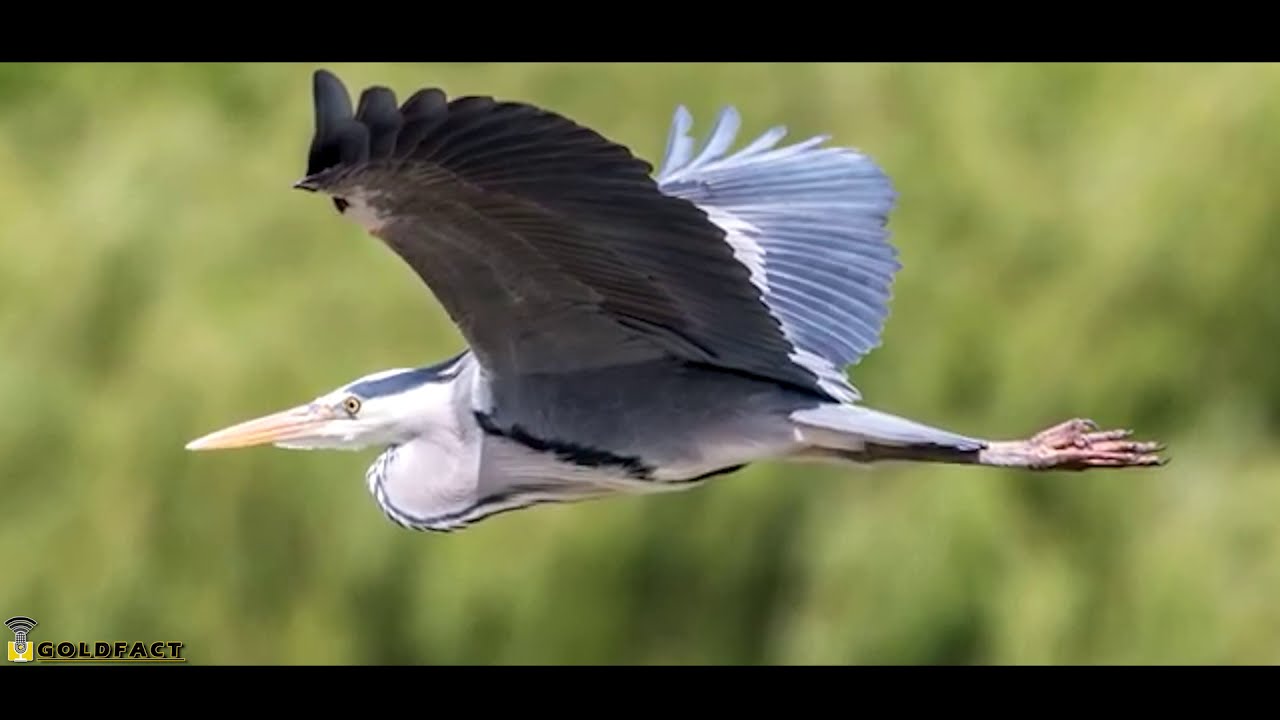 Great Blue Heron Facts | Not (technically) egrets, definitely not cranes