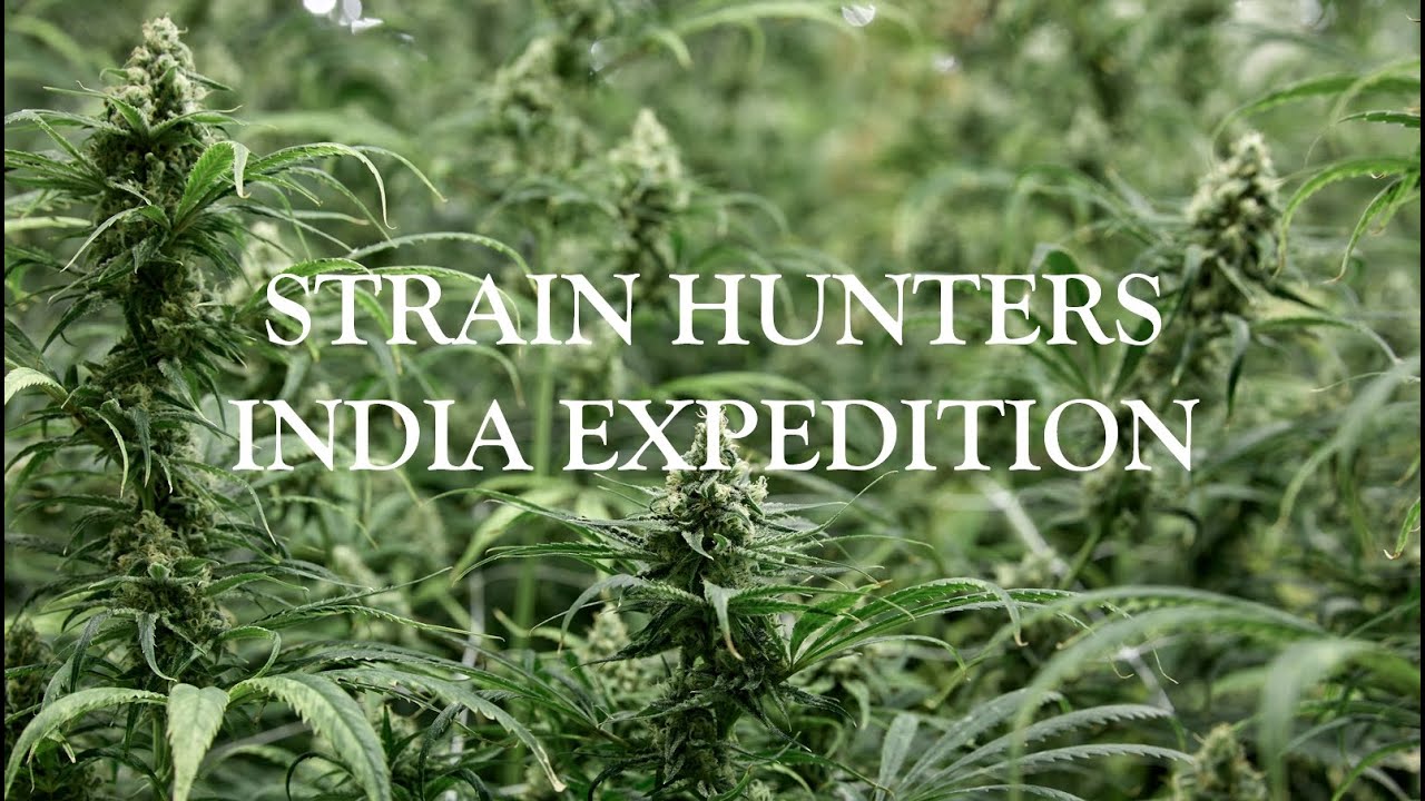 Strain Hunters в Индии | Озвучка Dzagi
