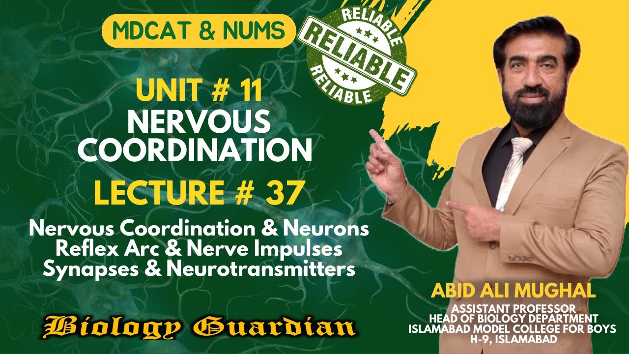 Lecture 37 MDCAT 2022 Biology Preparation Series (Nervous Coordination Part-1) PMC/NUMS/NEET
