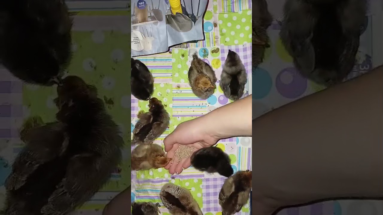 K&uuml;ken fressen aus der Hand #K&uuml;ken #Pawlowskaja #Araucaner #Winterleger #gr&uuml;nleger #chicken