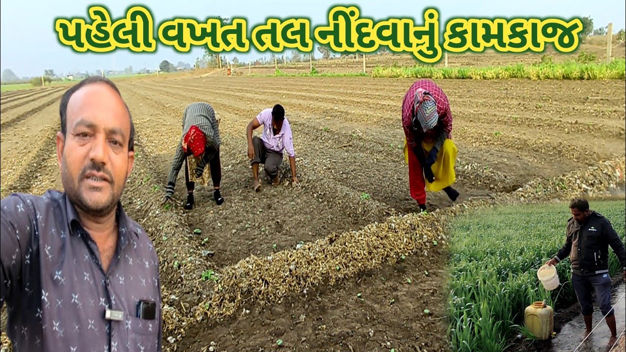 પહેલી વખત તલ નીંદવાનું કામ | અને સિઝનમાં મંદીના ભણકારા | Jitesh Sakhreliya Vlogs 