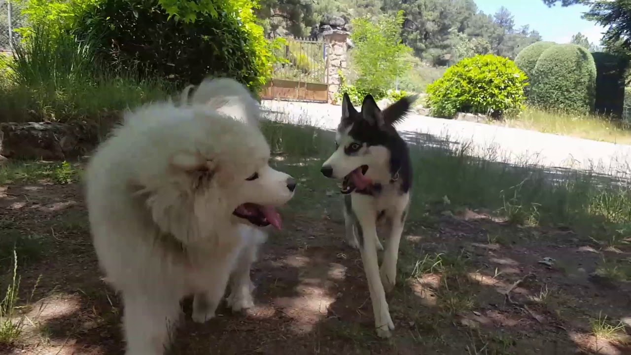 Max, ¿husky siberiano y samoyedo? Amigos inseparables!!! ||Max the husky, el perro que habla