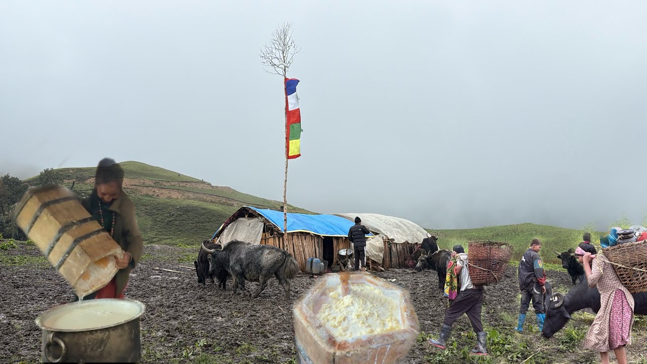 Yak farming in the mountains of Nepal || 