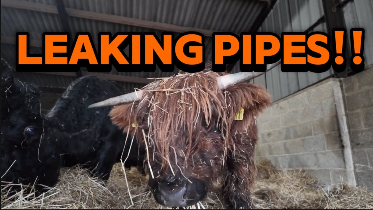 Leaking Trough, Escaping Sheep & a Stubborn Cow! | Real Farm Life