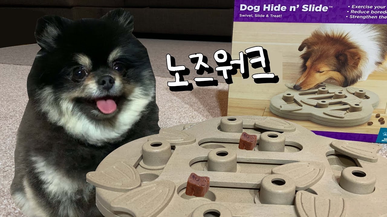 노즈워크 못하는 강아지 🐶블랙탄 포메라니안 장난감 언박싱 !?