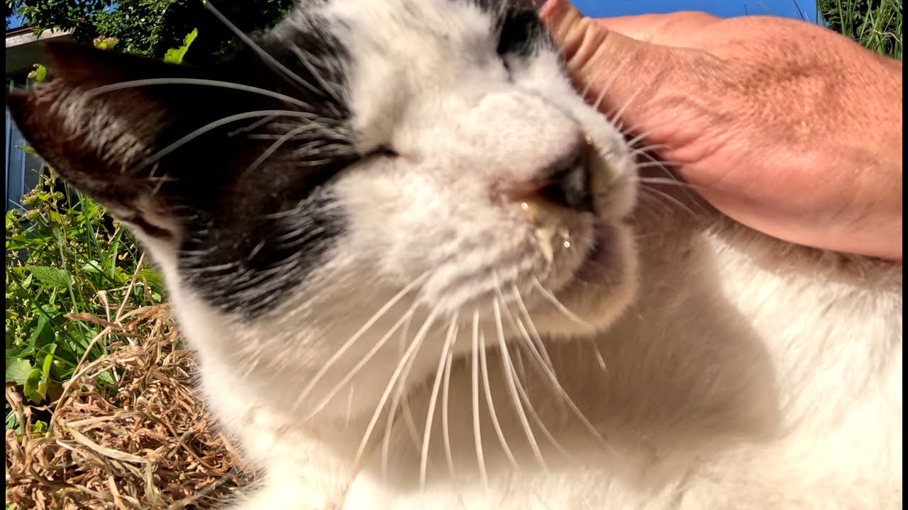 路地裏で出逢った２人の野良猫をナデると優しい表情になって嬉しい