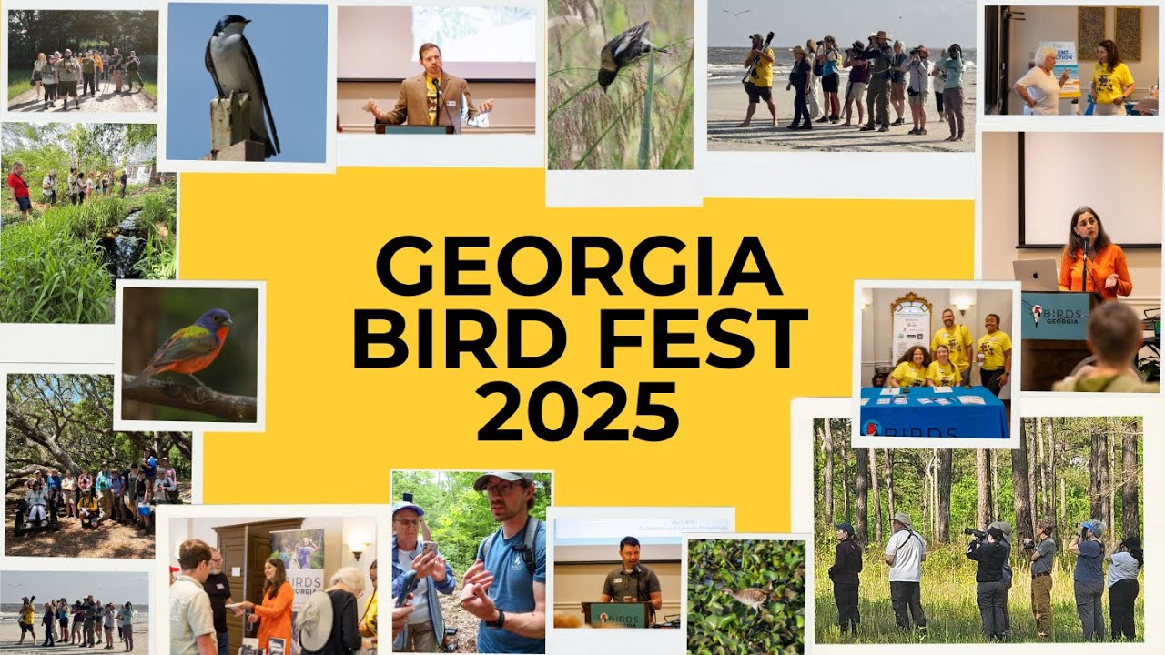 Highlights from Georgia Bird Fest 2025
