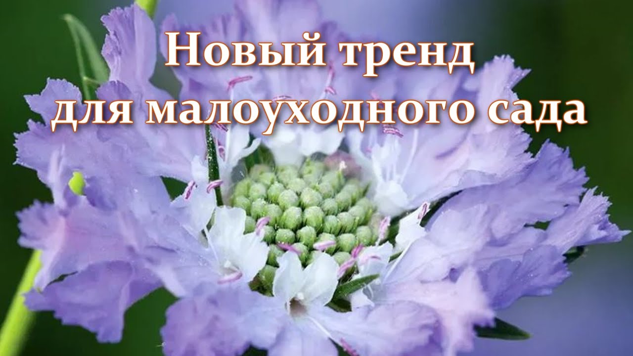 Неприхотливый супермодный цветок! Скабиоза в саду - выращивание, новые сорта, посадка и уход