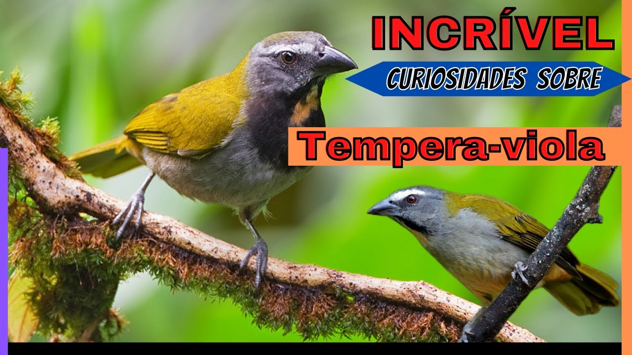 Tudo sobre os tempera-viola / As curiosidades dos tempera-viola saiba tudo sobre os tempera-viola