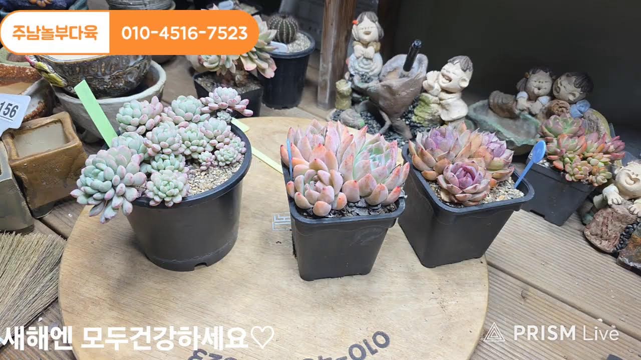 주남놀부다육 라이브 방송 !