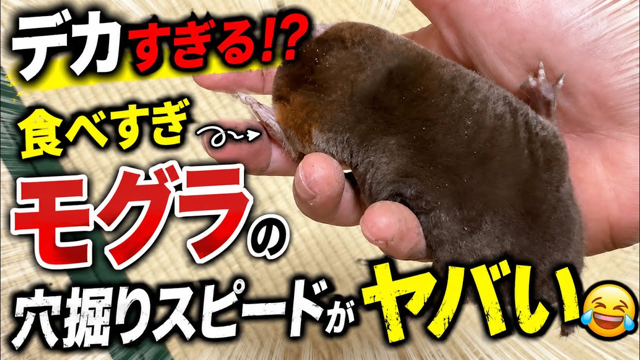 デカすぎる!? 食べすぎモグラの穴掘りスピードがヤバい🤣