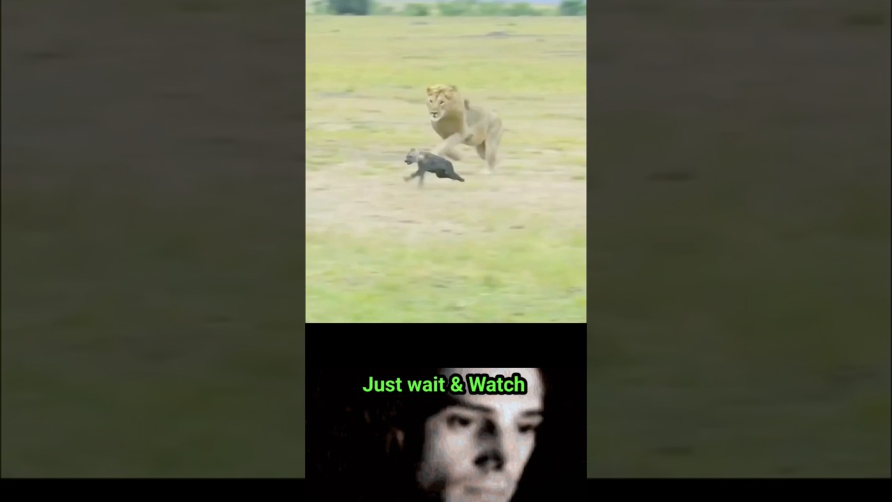 Why Lion paralyzes baby Hyena 🦁