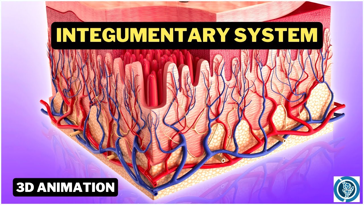 Human Integumentary System (3D Anatomy and Physiology Animation)