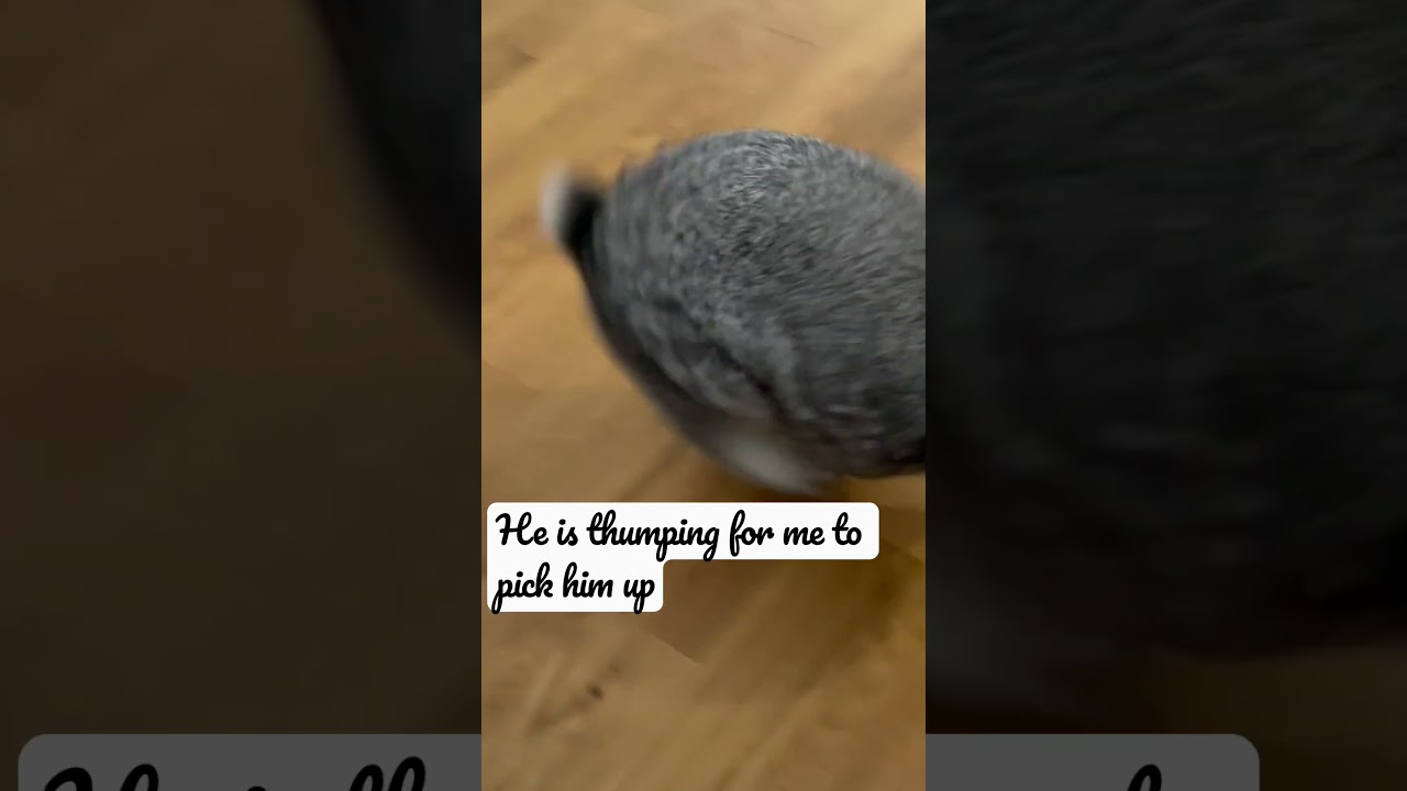 OMG! He is so angry #bunny #cute #rabbit #thump #bunnythumping #angrybunny #grumpy