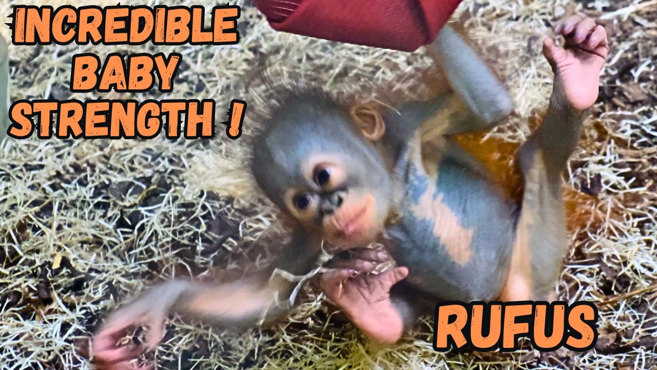 Baby Orangutan Masters One-handed Swinging! Awesome Strength