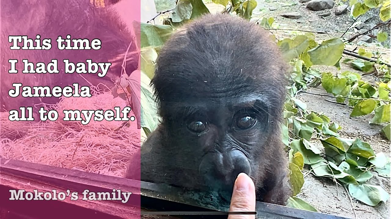 Mokolo’s family- I had baby gorilla Jameela all to myself.