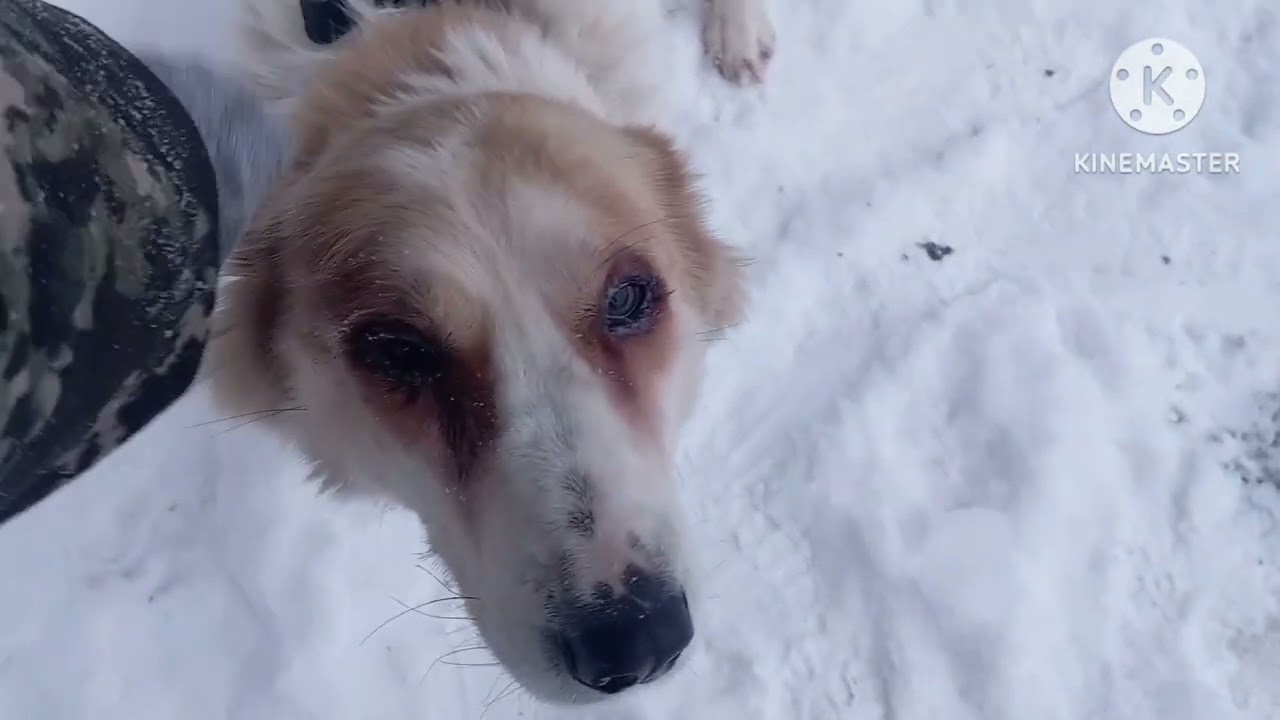 Забрали шаню обратно 