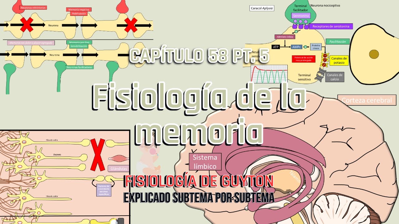 CAP 58 5/5: Fisiología de la memoria