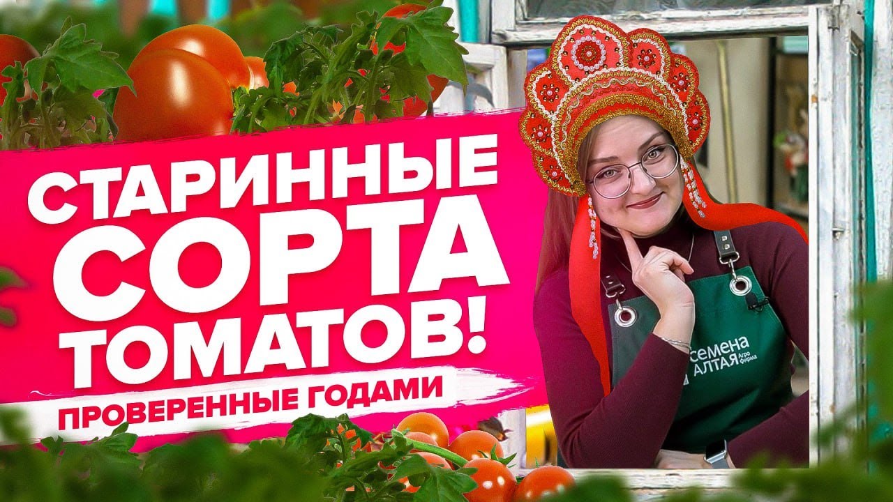 ПОДБОРКА СТАРЫХ ХОРОШИХ СОРТОВ ТОМАТОВ!