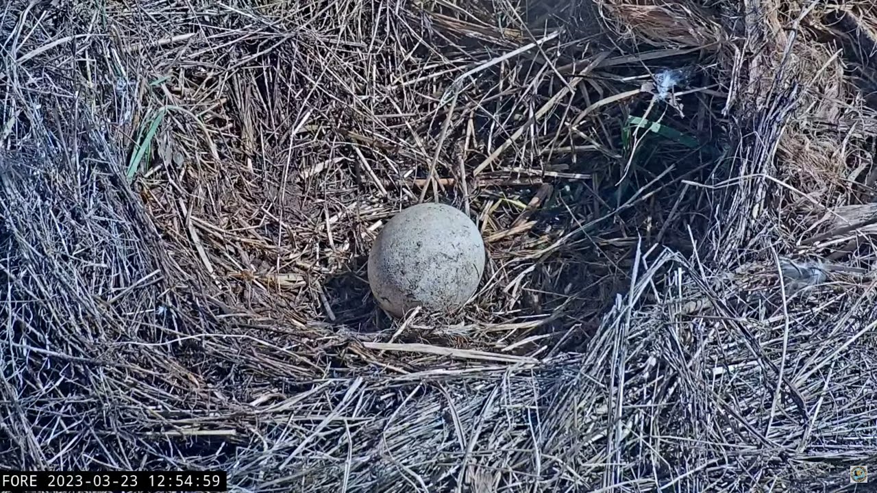 Hatch Watch 2023 Starts Now !!! 🦅🥚🦅