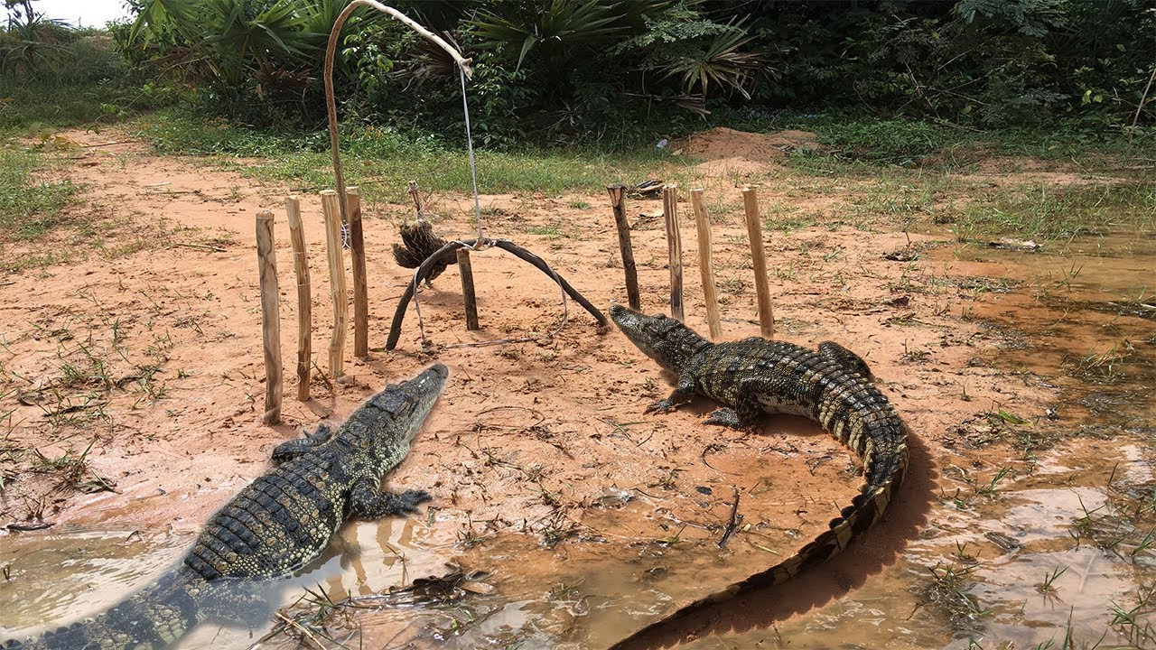 Creative Boy Make Best Crocodile Trap Using Cable_How To Make Best Crocodile Trap That Work 100%