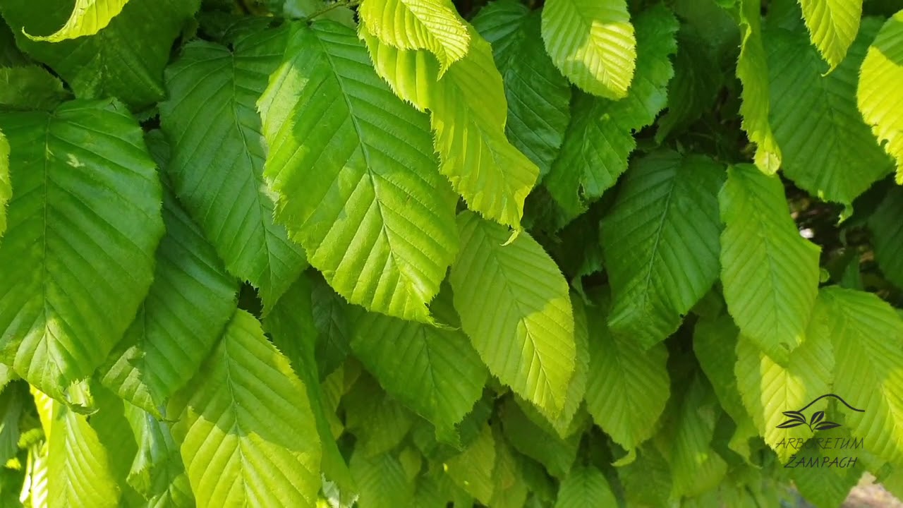 Carpinus betulus 'Columnaris' habr obecn&yacute;