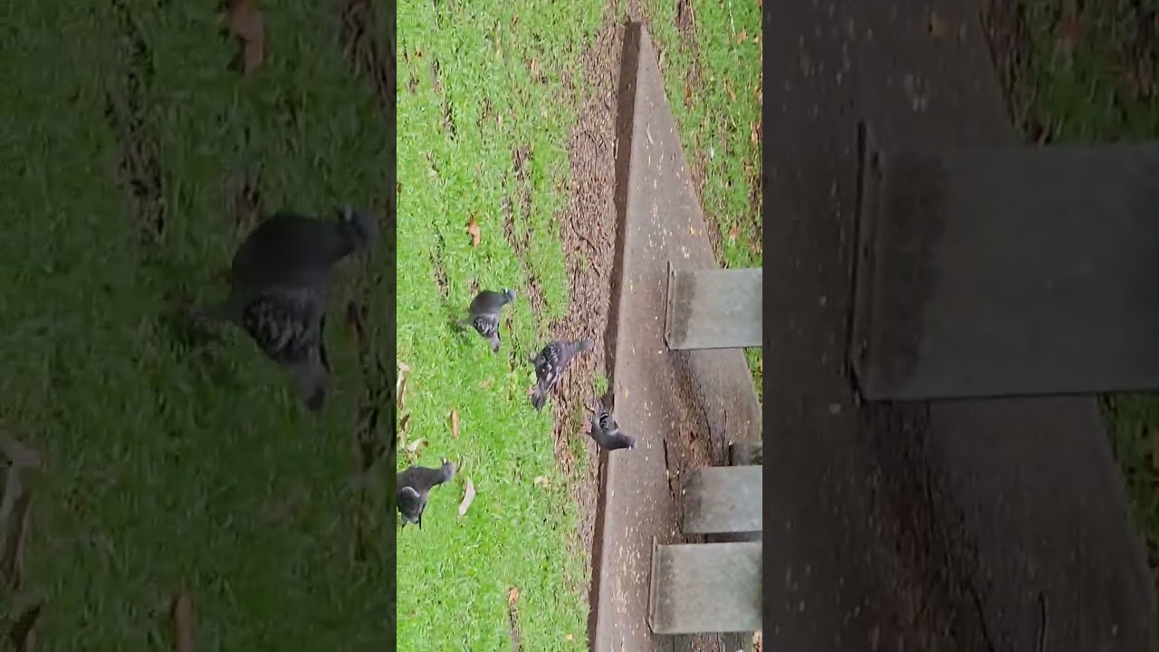 Explore Sydney Series: Local Park #sydney #birds #park #tourism #parrot 