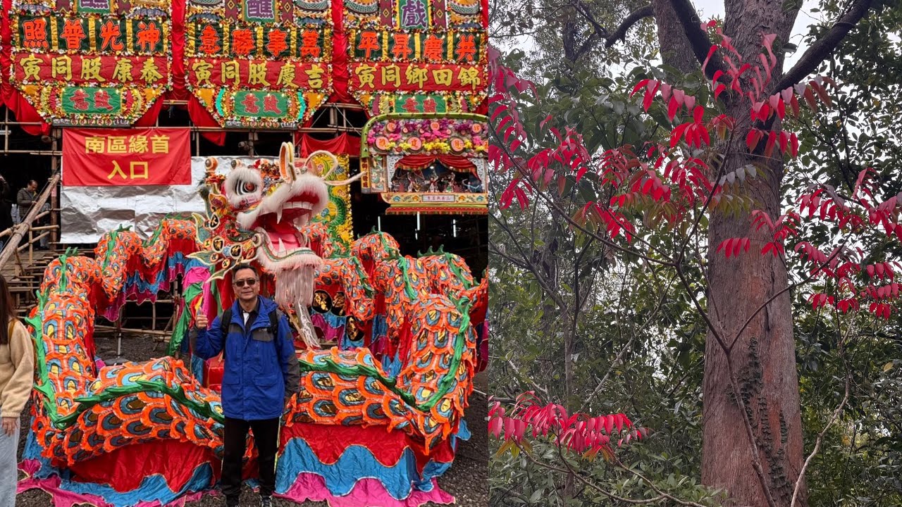 大欖郊野公園, 大棠紅葉, 錦田十年一屆酬恩演戲,美食嘉年華