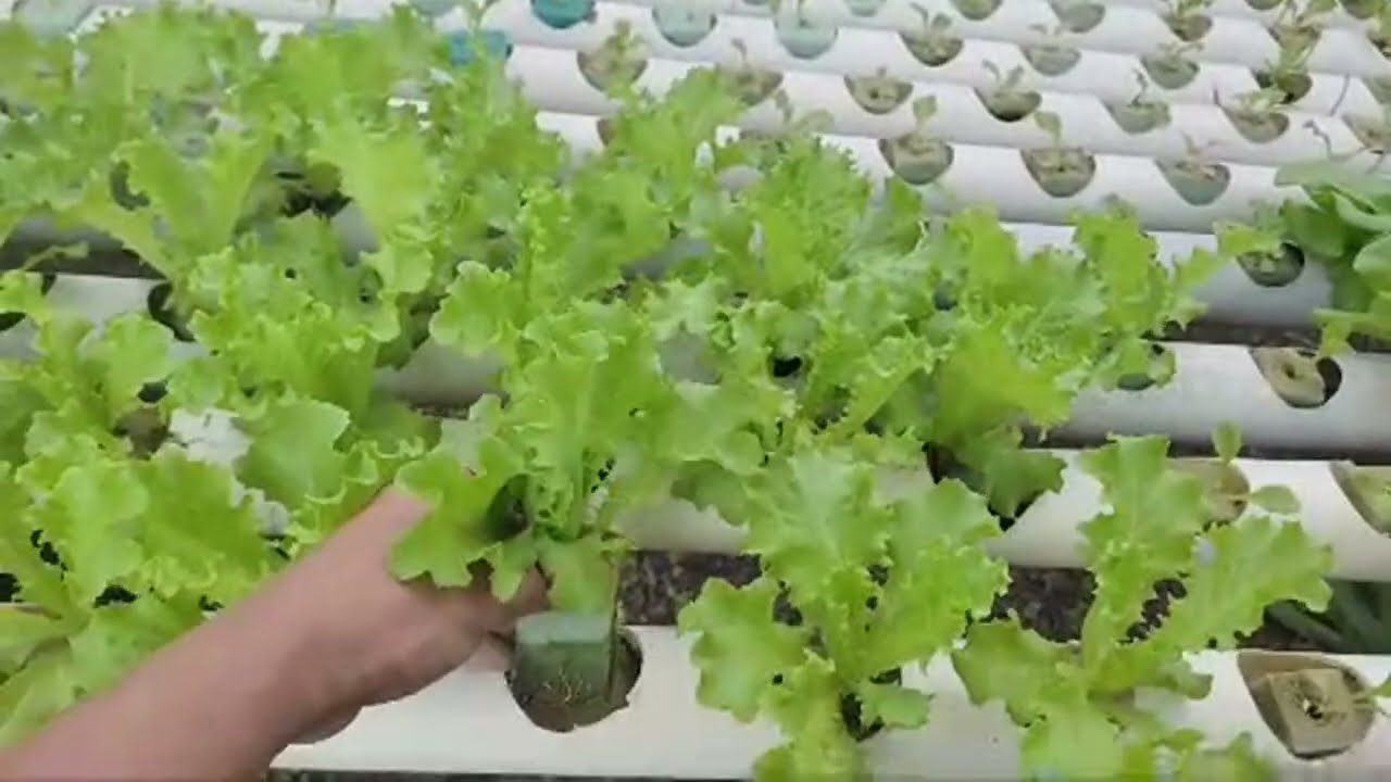 Cama Para Plantines De Lechuga, Con Auto Riego