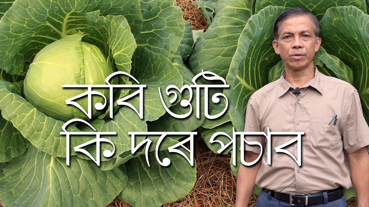 কবি গুটি কি দৰে পচাব | How to grow Cabbage Seedlings | Parijat Nursery Jorhat