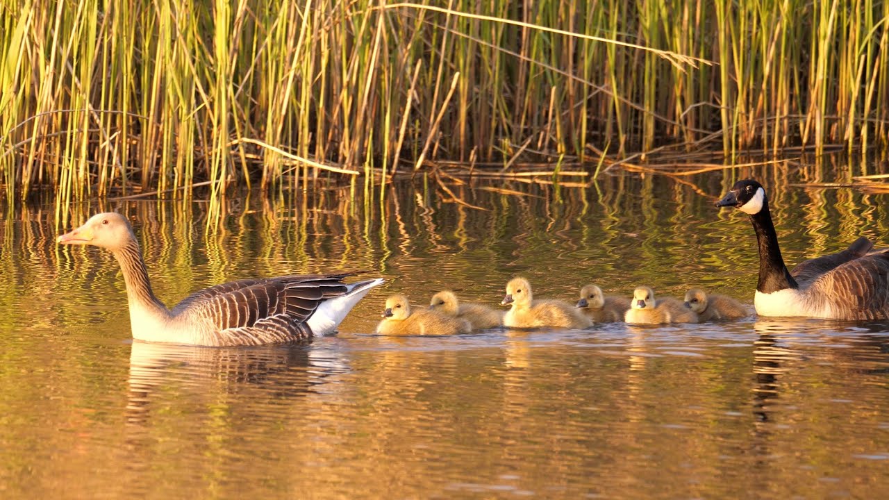 Greylag Goose x Canada Goose family with 6 Goslings