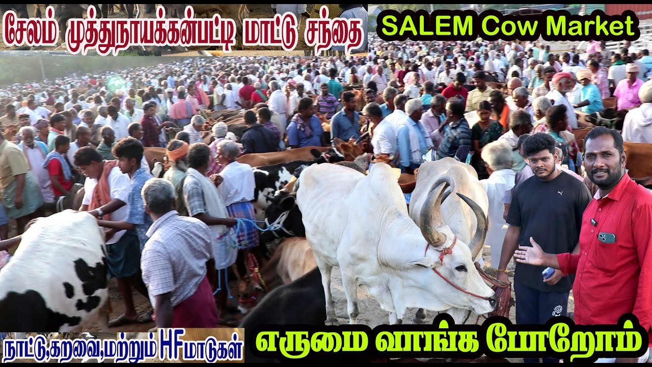 தமிழ்நாட்டின் மிகப்பெரிய மாட்டு சந்தைsalem Muthunaickenpatti mattu santhai,வெள்ளிகிழைமை சந்தை