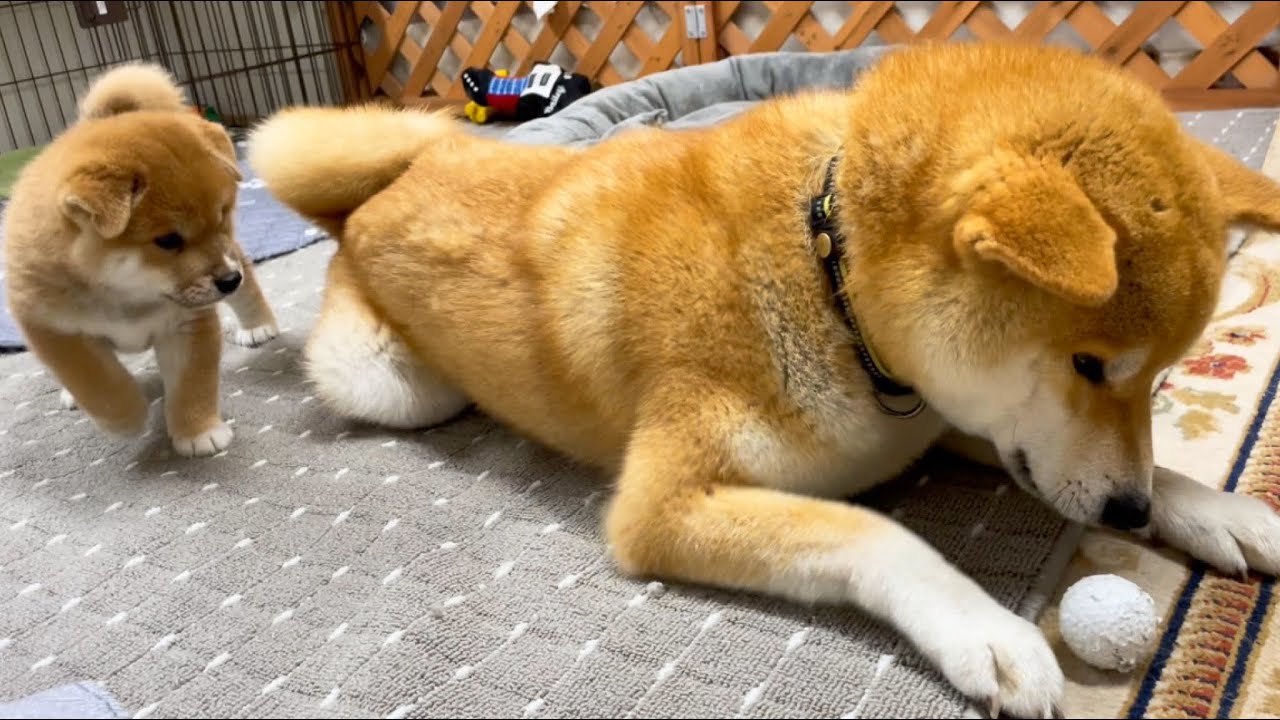 柴犬兄弟の兄圧が強いガリバーと小人感w