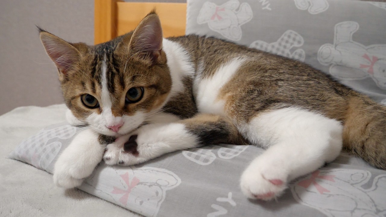 For one reason, I separate the living space of kitten Nico and cat Mimi.