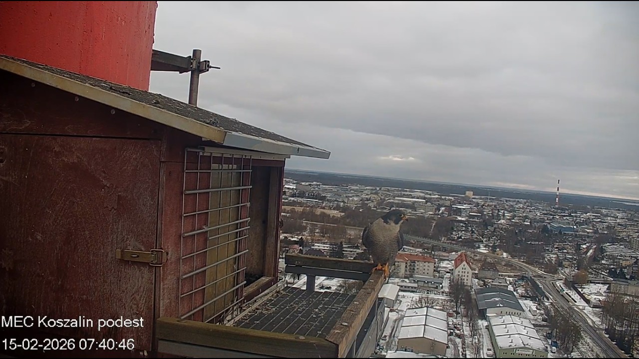 Koszalin 15 02 2026 2 ~ Ptyś na moment,  Nilę  woła