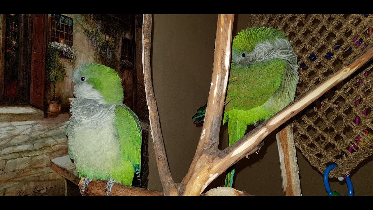 СОЦИАЛИЗАЦИЯ И ПРИРУЧЕНИЕ ПОПУГАЯ МОНАХА КВАКЕРА \ SOCIALIZATION AND DOMESTICATION OF QUAKER PARROT