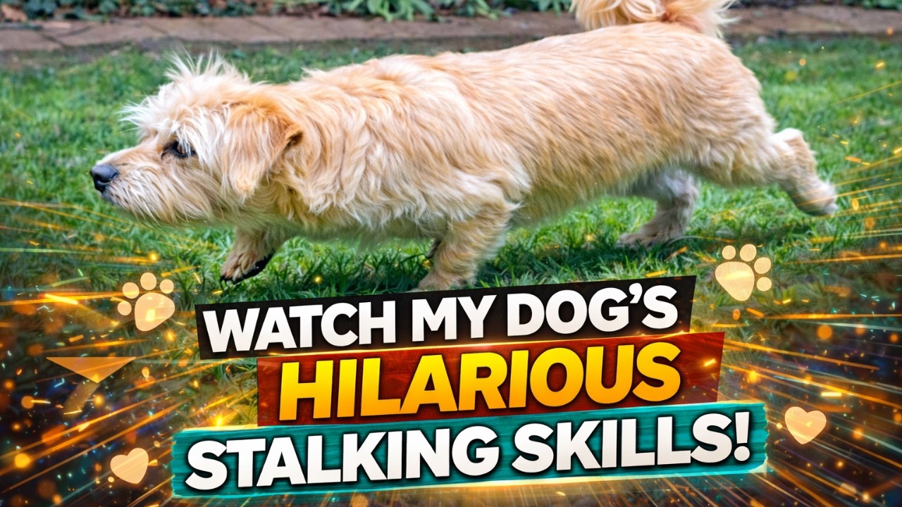 My Dog's Hilarious Stalking Skills