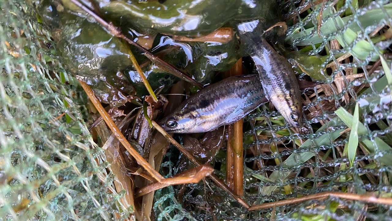 Beautiful catch observe 🐟🌿 aquatic insect in rural frog, shrimp, crab, small fish #survival 
