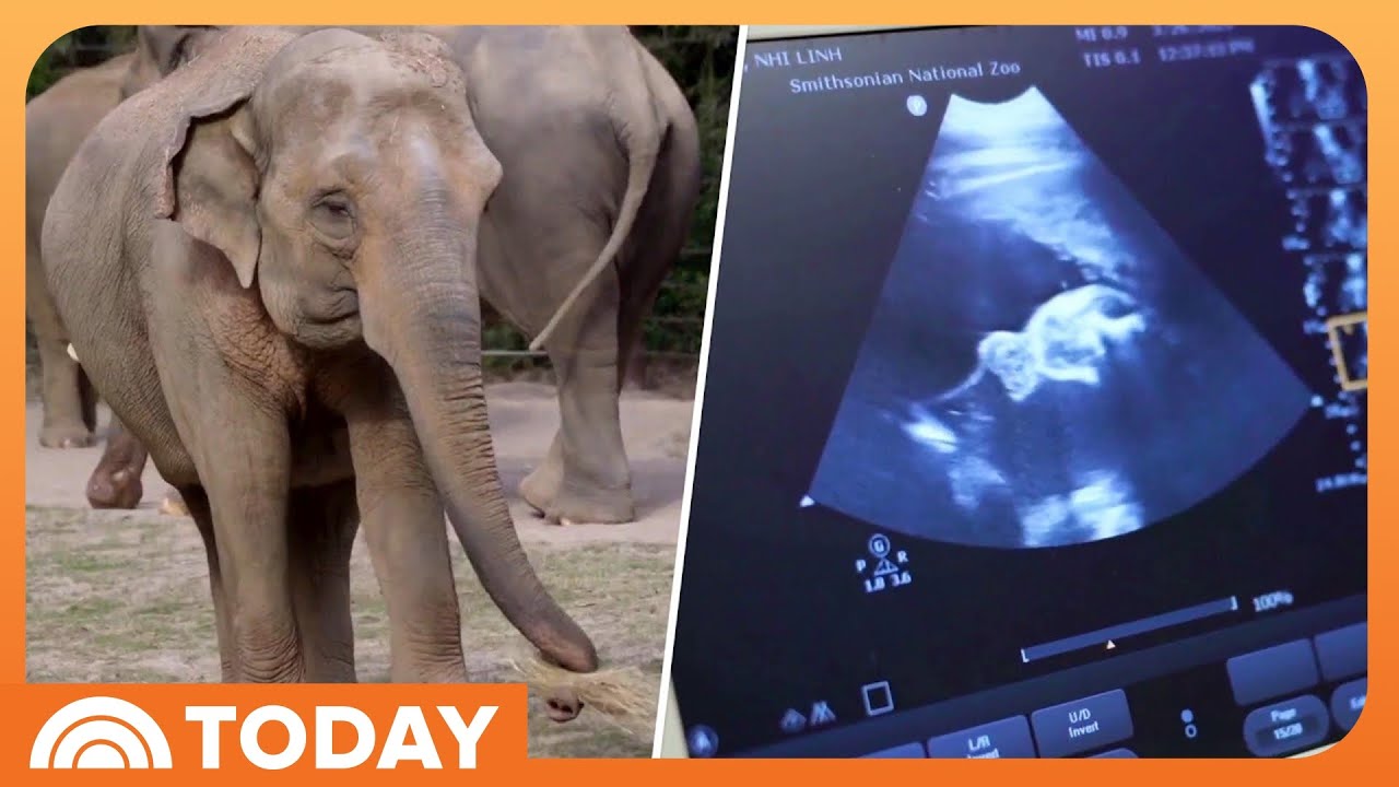 Baby Elephant on the Way at National Zoo: See the Ultrasound!