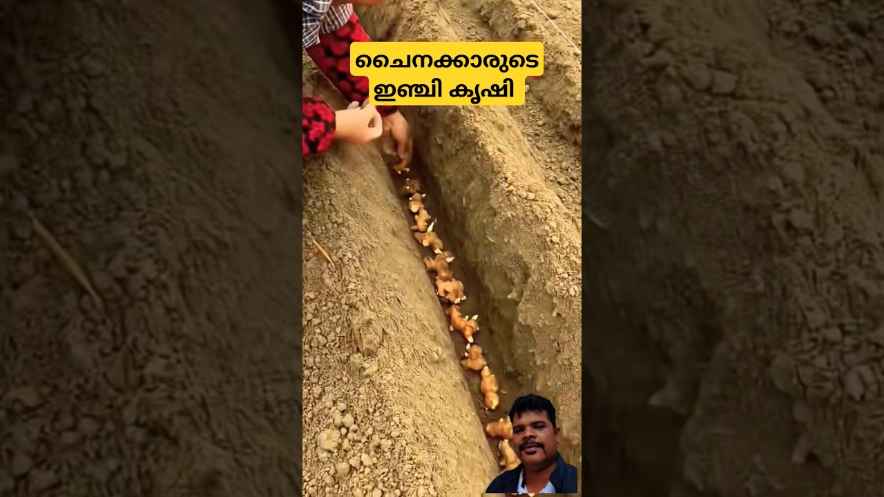 ചൈനക്കാരുടെ ഇഞ്ചി കൃഷി #farming #agriculture #tools #ginger #youtubeshorts #malayalam #satisfying