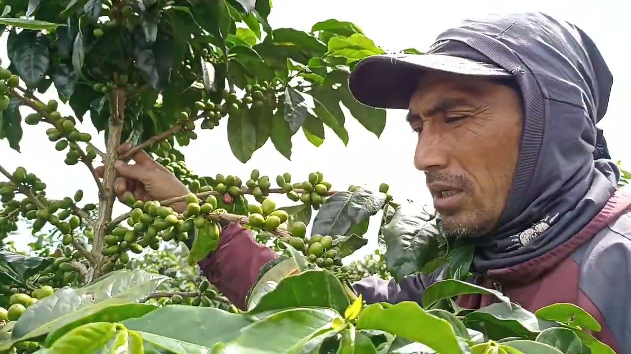 Perawatan kopi ateng super