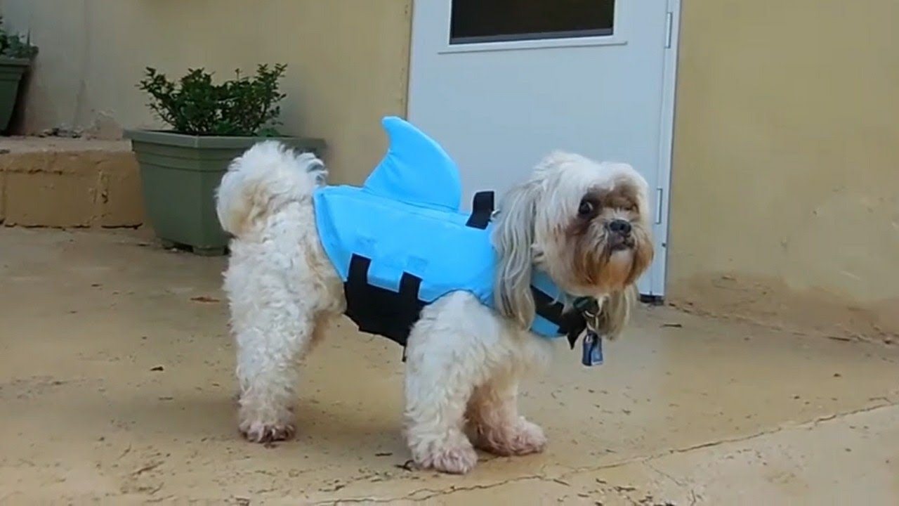 SHARK LIFE JACKET FOR DOGS