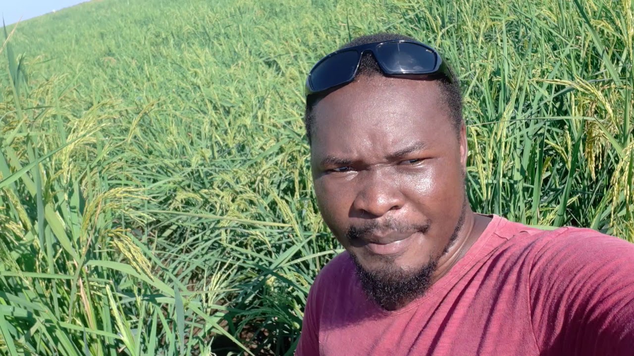 Kilimo cha mpunga ... maendeleo makubwa sana