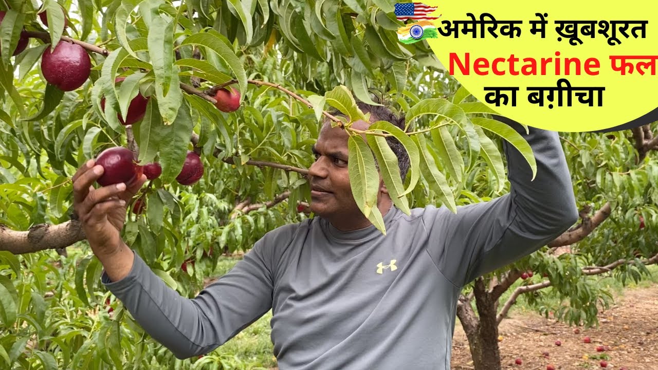 Nectarine कौन सा फल होता है  Nectarine Orchard in USA कितने का मिलता है