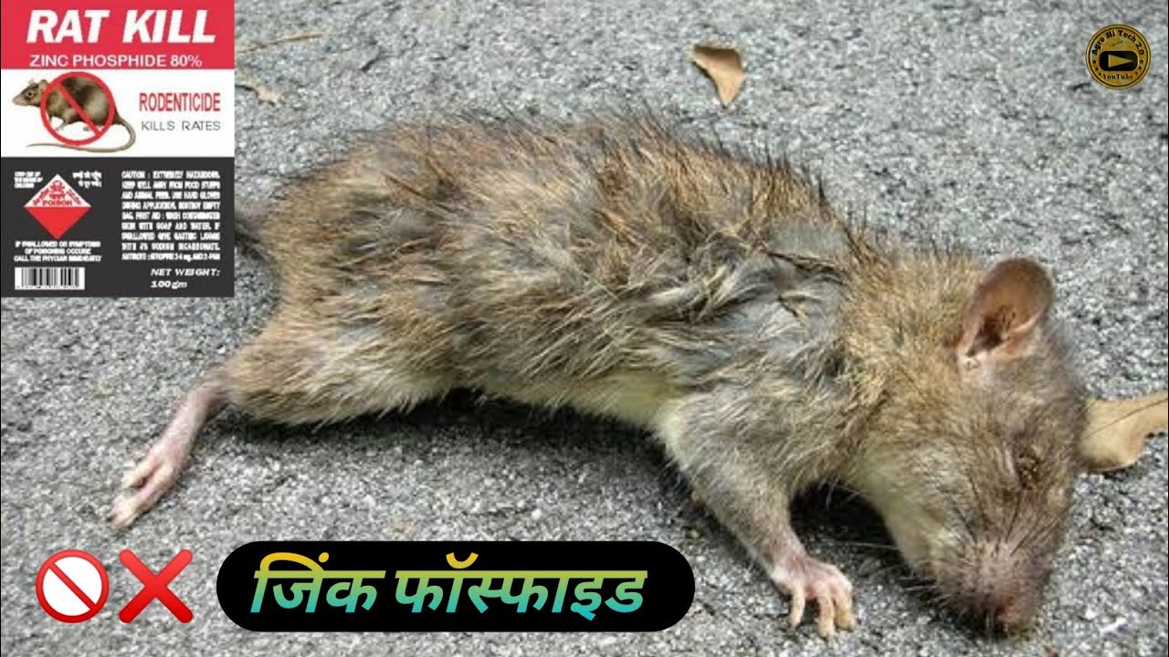 rodenticide || चूहे मारने की दवा #zinc phosphide #mouse #rat