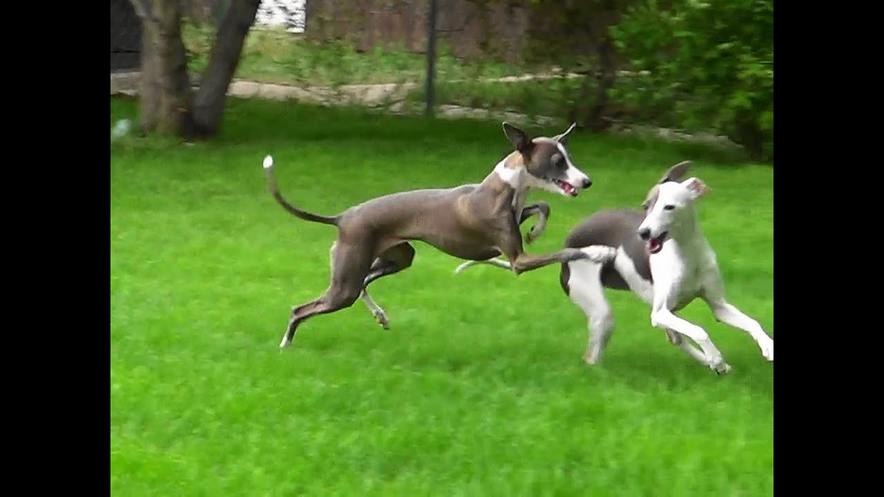 Running like crazy... Italian Greyhounds waited all winter for this!!!